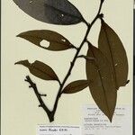 Guatteria discolor Hoja