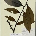 Guatteria discolor Leaf