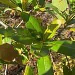 Quercus laurifolia Blad