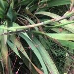 Watsonia pillansii Hoja