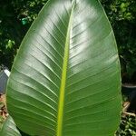 Strelitzia reginae Blad