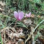 Cyclamen hederifolium പുഷ്പം