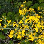 Cytisus lanigerus Žievė