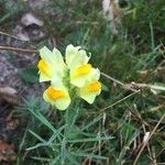 Linaria vulgarisFlower