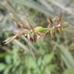 Carex pulicaris Květ