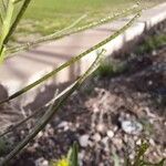 Sisymbrium irio Fruit