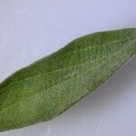 Scutellaria antirrhinoides Leaf