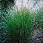 Stipa capillata Habitus