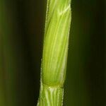 Aegilops cylindrica Schors