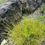 Carex divulsa Habit