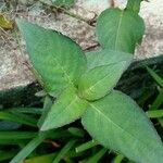 Ruellia blechum Leaf