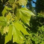 Platanus orientalisLeht