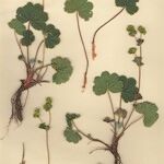 Alchemilla glaucescens Хабит