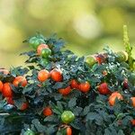 Solanum pseudocapsicum Fruit