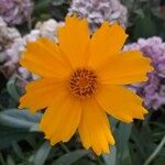 Coreopsis auriculata Квітка