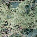 Artemisia campestris برگ