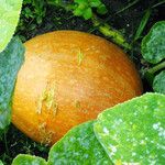 Cucurbita maxima Fruit