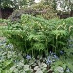 Polygonatum × hybridum ശീലം