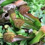 Sarracenia psittacina Yaprak