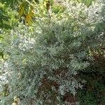 Acacia podalyriifolia Hoja
