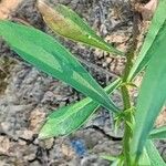 Iberis umbellata Leaf