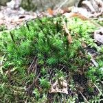 Plantago subulata Leaf