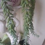 Sedum morganianum Leaf