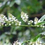 Polystachya concreta Flower