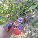 Anchusa italica 花