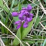 Anacamptis morio Лист