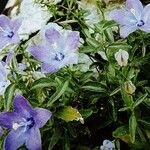 Campanula waldsteiniana 花