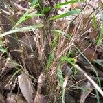 Ancistrachne numaeensis Hábito