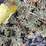 Sedum rubens Hoja