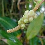 Anthurium scandens Fruto