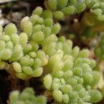 Sedum hirsutum Leaf