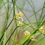Cyperus longus Hoja
