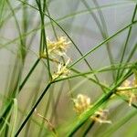 Cyperus longus Leaf