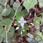 Begonia subvillosaFlower