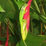 Heliconia caribaea Плод