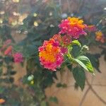 Lantana camaraফুল