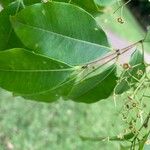 Myrcia multiflora Leaf