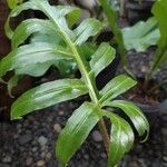 Alocasia brancifolia 葉