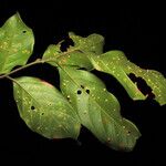 Trichilia euneura Hoja