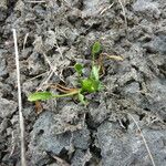 Ranunculus lateriflorus Habit