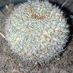 Mammillaria hahnianaHábito