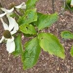 Cornus nuttallii Hoja