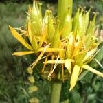 Gentiana luteaBlüte