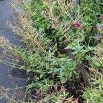 Valeriana rubra 葉