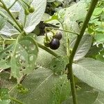 Solanum scabrum Blatt