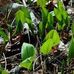 Maianthemum bifolium Лист